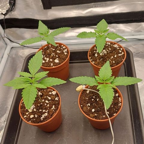 Wappa growlog timeline photo