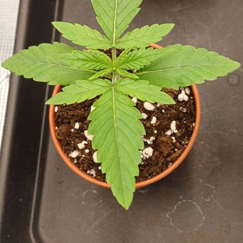 Wappa growlog timeline photo