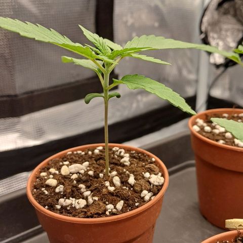 Wappa growlog timeline photo