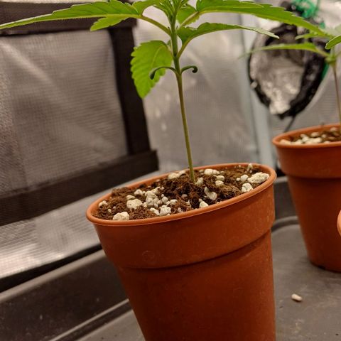 Wappa growlog timeline photo