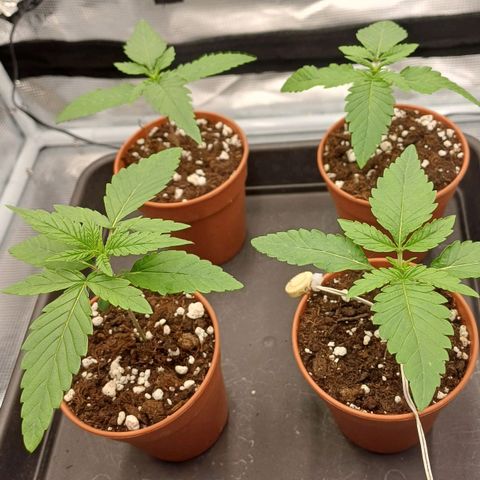 Wappa growlog timeline photo