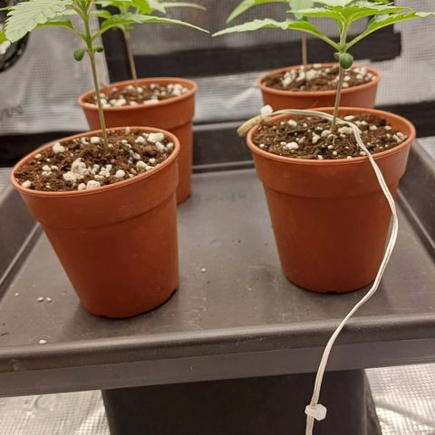 Wappa growlog timeline photo