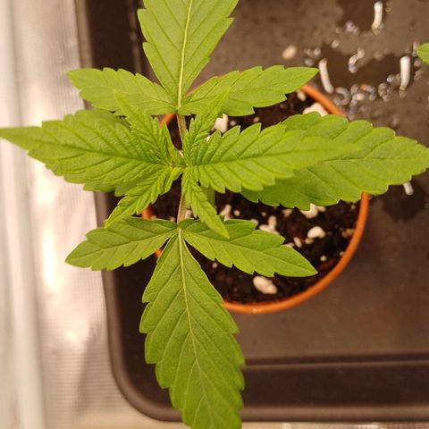 Wappa growlog timeline photo