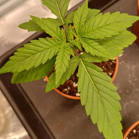 Wappa growlog timeline photo