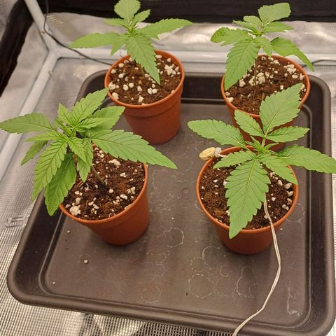Wappa growlog timeline photo