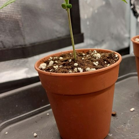 Wappa growlog timeline photo