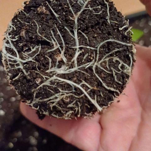 Wappa growlog timeline photo