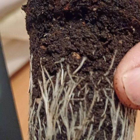 Wappa growlog timeline photo