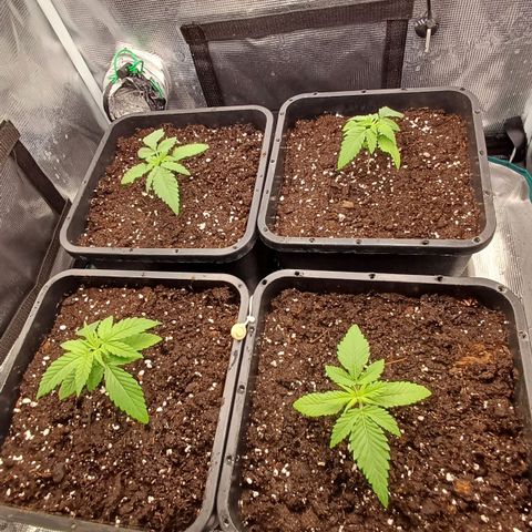 Wappa growlog timeline photo