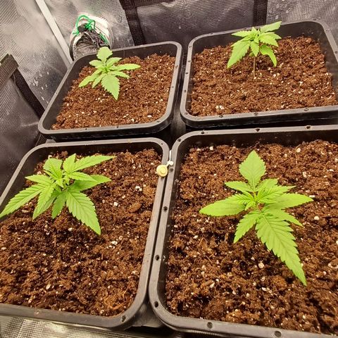 Wappa growlog timeline photo
