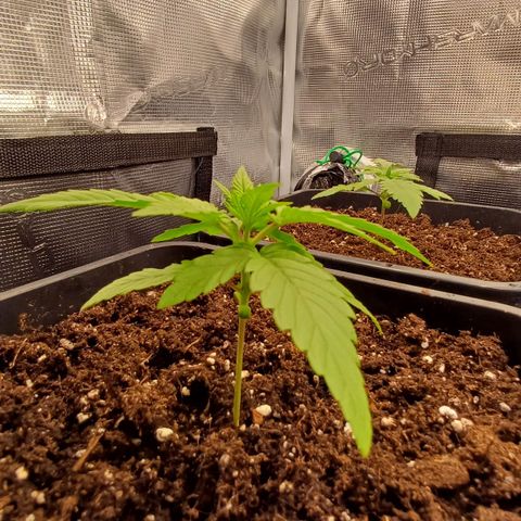 Wappa growlog timeline photo