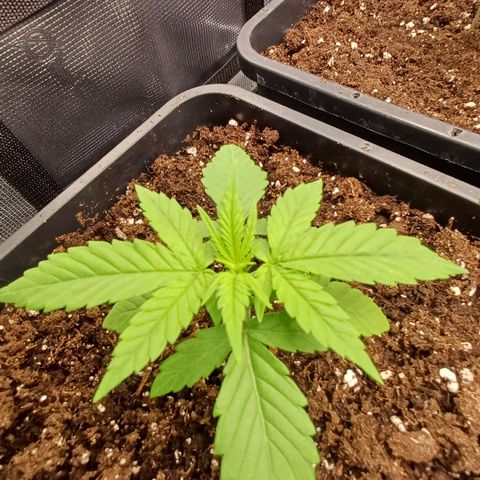 Wappa growlog timeline photo
