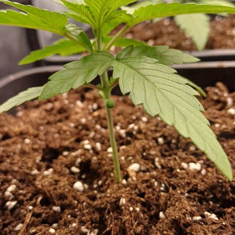 Wappa growlog timeline photo