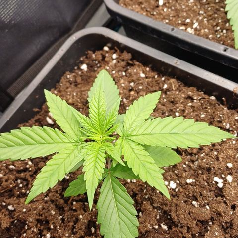 Wappa growlog timeline photo