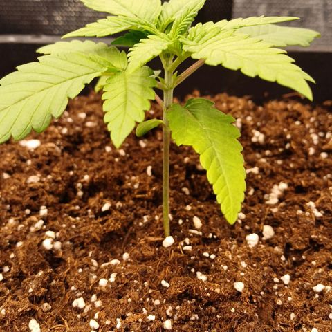 Wappa growlog timeline photo