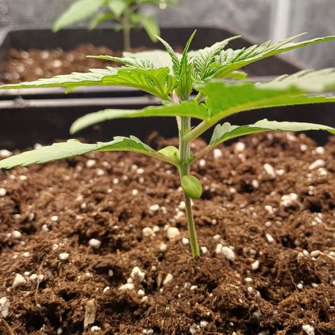 Wappa growlog timeline photo