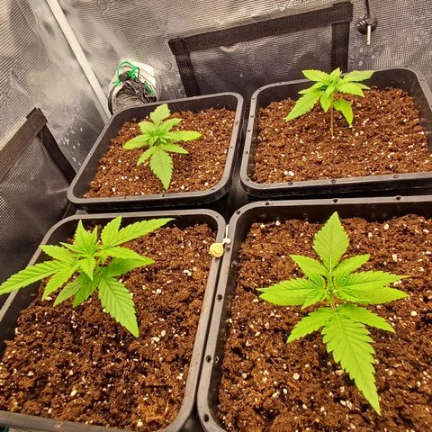 Wappa growlog timeline photo