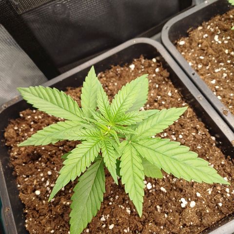 Wappa growlog timeline photo