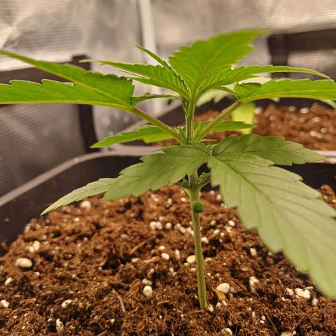 Wappa growlog timeline photo