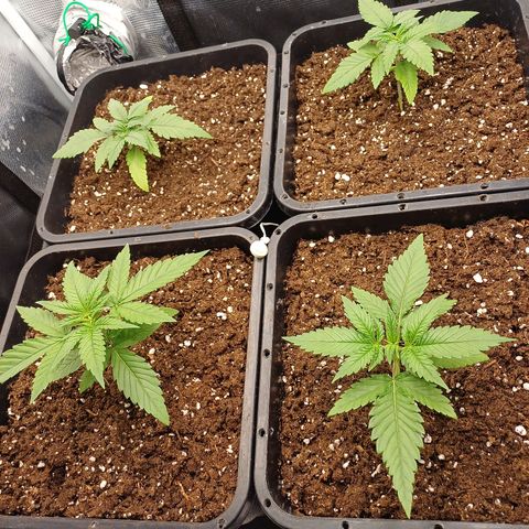 Wappa growlog timeline photo