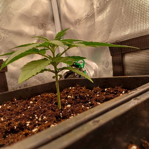 Wappa growlog timeline photo