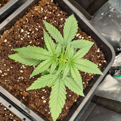 Wappa growlog timeline photo