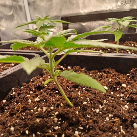 Wappa growlog timeline photo