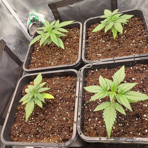 Wappa growlog timeline photo