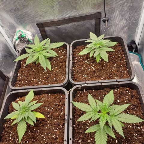 Wappa growlog timeline photo