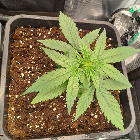 Wappa growlog timeline photo