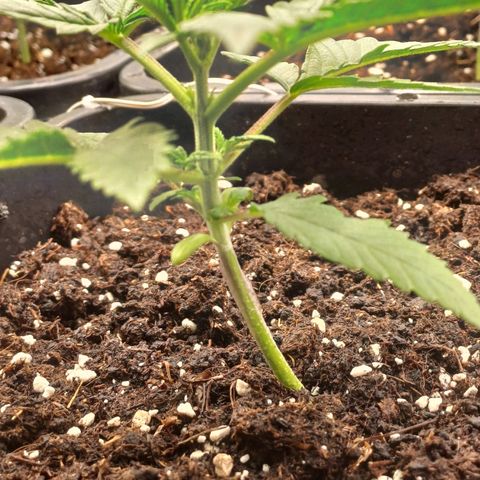 Wappa growlog timeline photo