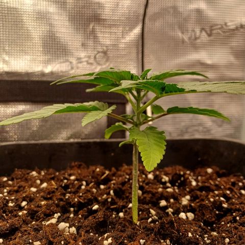 Wappa growlog timeline photo
