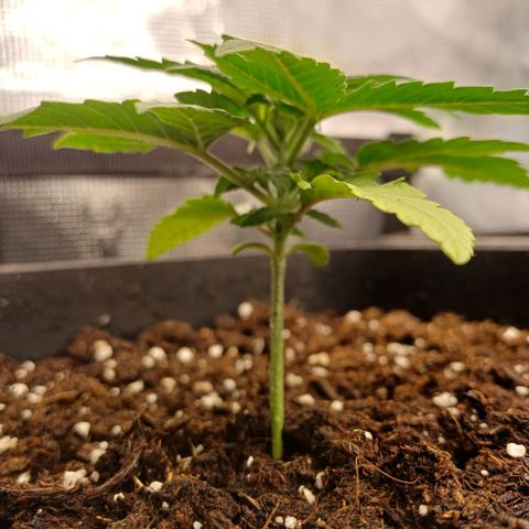 Wappa growlog timeline photo