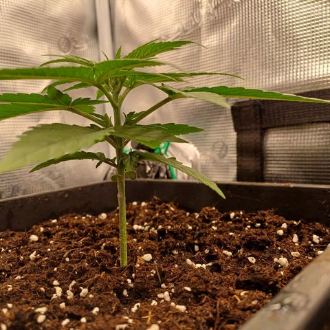 Wappa growlog timeline photo
