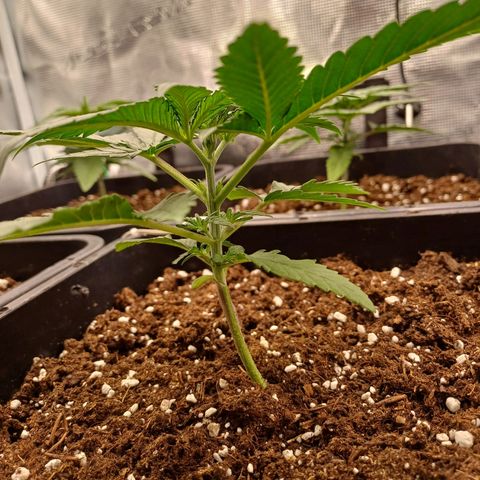 Wappa growlog timeline photo