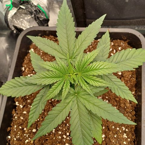 Wappa growlog timeline photo