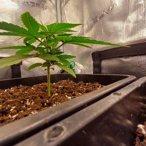 Wappa growlog timeline photo