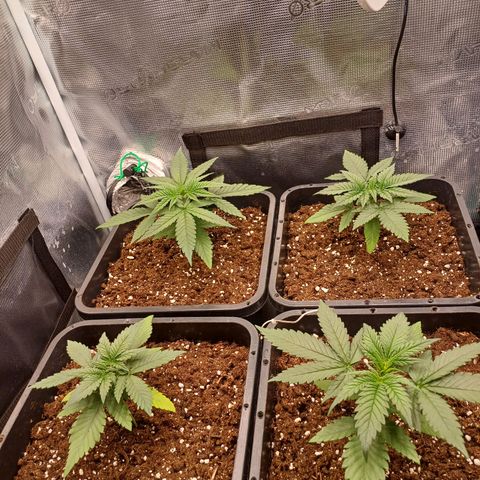 Wappa growlog timeline photo