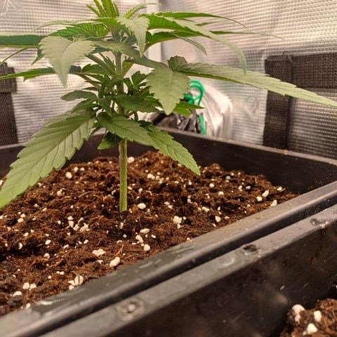 Wappa growlog timeline photo