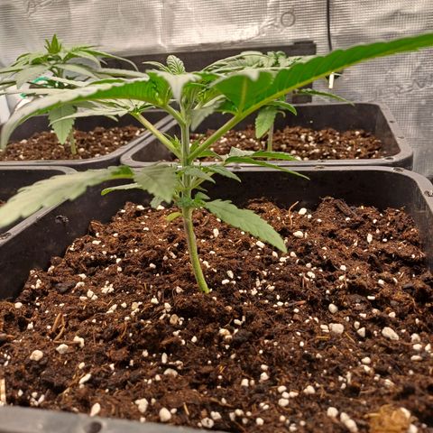 Wappa growlog timeline photo