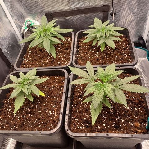 Wappa growlog timeline photo