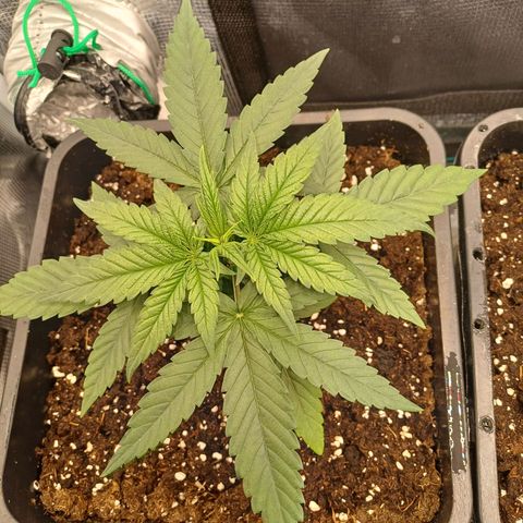 Wappa growlog timeline photo