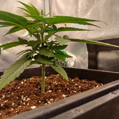 Wappa growlog timeline photo
