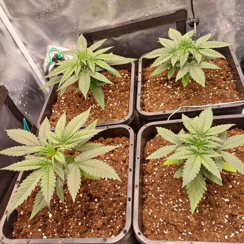 Wappa growlog timeline photo