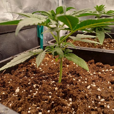 Wappa growlog timeline photo