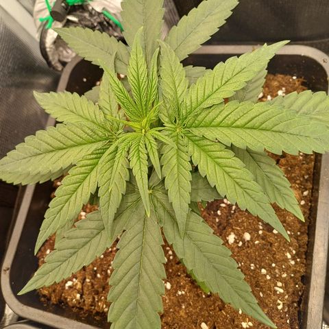 Wappa growlog timeline photo