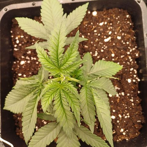 Wappa growlog timeline photo
