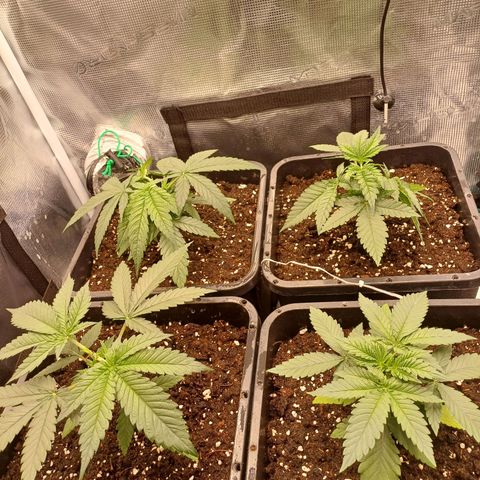 Wappa growlog timeline photo
