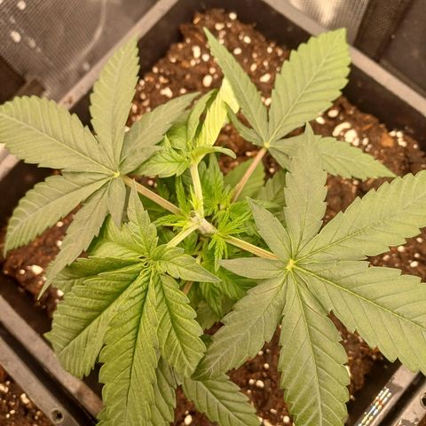 Wappa growlog timeline photo