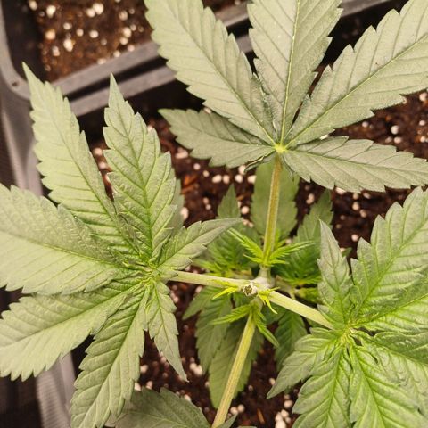 Wappa growlog timeline photo